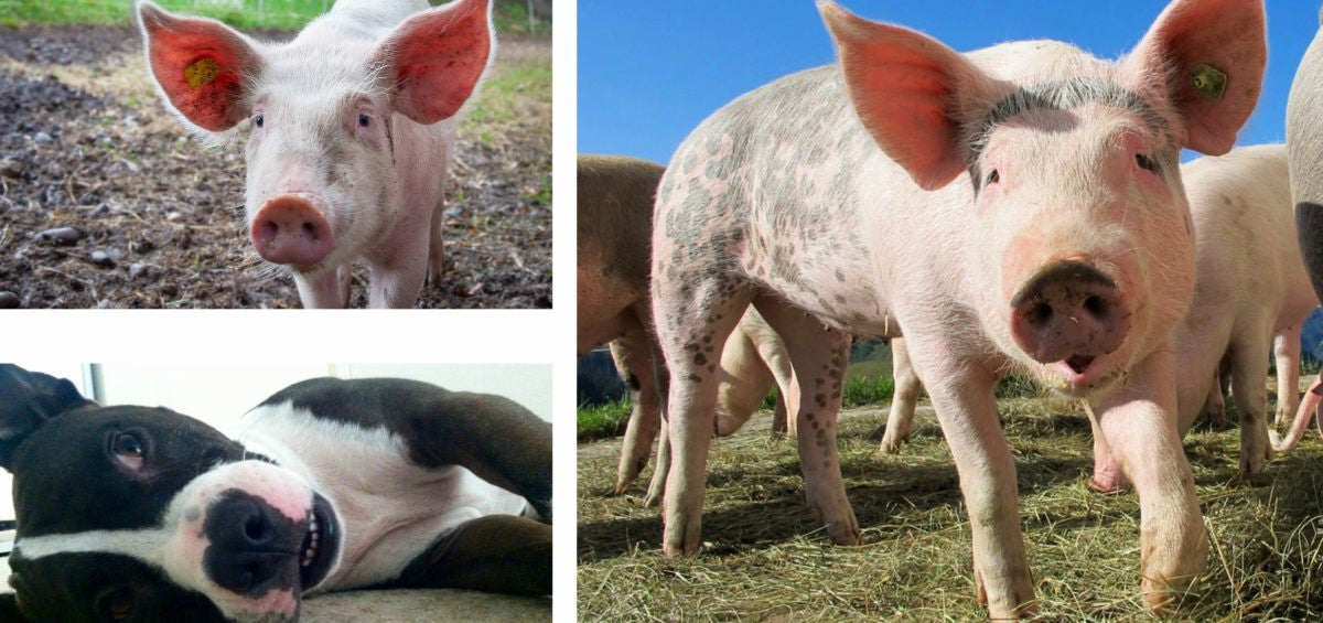 The Psychology of Eating Meat PlantPure Nation