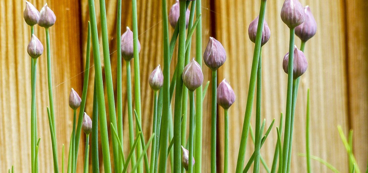 Homegrown: Herbs in Pots